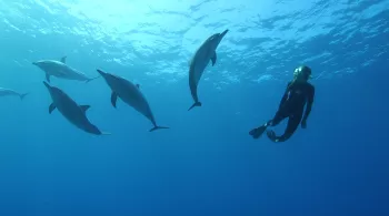 THALASSA