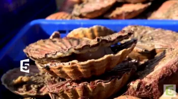 BA Saint-Jacques, tout un monde dans une coquille