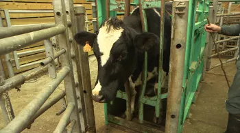 LA MALTRAITANCE ANIMALE