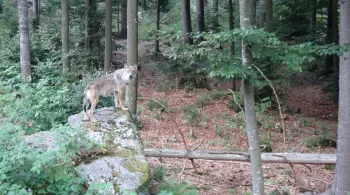 En quête de loup