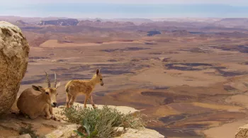 PLANÈTE ANIMALE