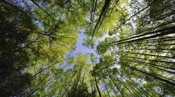 Forêt française