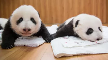 BEBES PANDAS