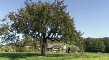 Le secret dans l'arbre