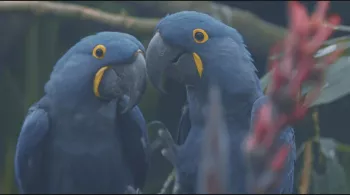 Un couple d'Ara hyacinthe, photo extraite d'Un amour de zoo