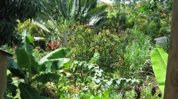 JARDIN CREOLE A LA REUNION