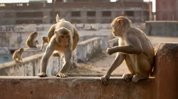 PLANETE ANIMALE 2