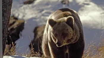 L'ours, histoire d'un retour  - 2003 © Blizzard-productions - Photo Serge Lardos 