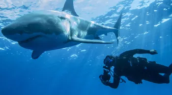 MISSION MONSTRES MARINS