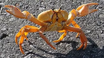Fête du crabe@la1ere.francetvinfo.fr
