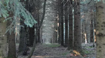 Des bois noirs