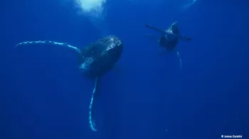 Baleines
