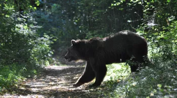 photo Pisteur d'ours BlizzardProductions.F.Tonelli-Fontan France 3