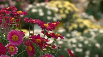 fleurs-F3Bourgogne