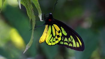 Croesus, le papillon géant © Jean-Marc Sor