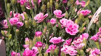 Le printemps