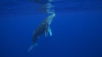 Baleine à bosse -