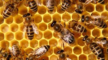 miel et abeilles © droits réservés