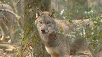 Loup