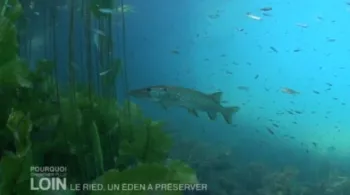 Le Ried, un éden à préserver