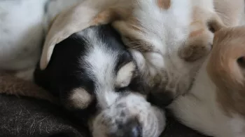 UNE VIE DE CHIOT