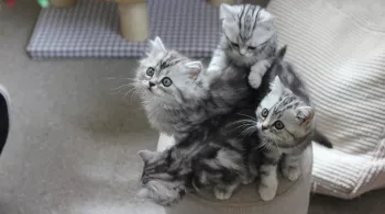 UNE VIE DE CHATON