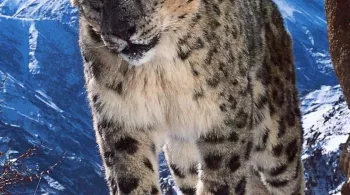 Planète animale