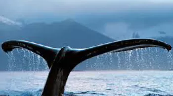 Sur la route des baleines