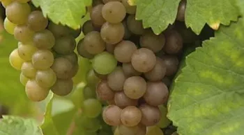Vivez la  Foire aux Vins d'Alsace