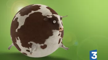 vache