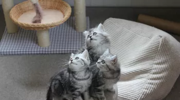 UNE VIE DE CHATON