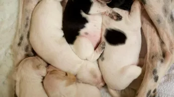 UNE VIE DE CHIOT