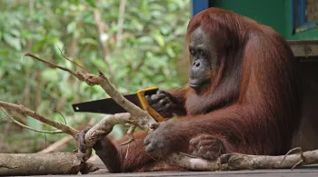 CAMERAS ESPIONS EN TERRE ANIMALE