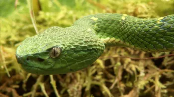 LES 10 SERPENTS LES PLUS DANGEREUX