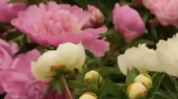 La guerre des fleurs