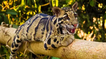 L'ODYSSEE DES FELINS 