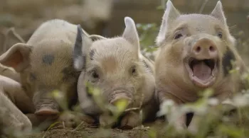 5 petits cochons