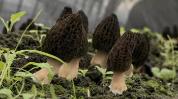 A FOND SUR LE CHAMPIGNON