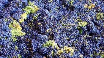 Raisins cueillis