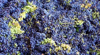 Raisins Noirs