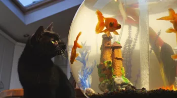 Nos animaux