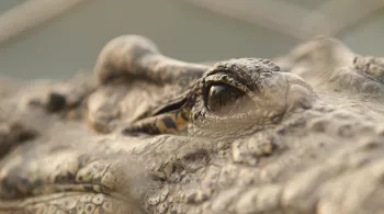  SOY CROCO LIBRE