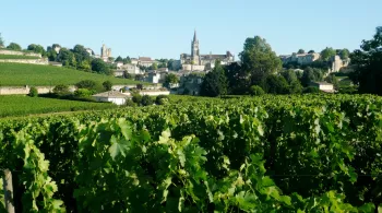 Vendanges à Saint-Emilion