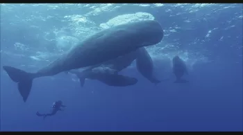 Grandeurs nature - Les géants des mers