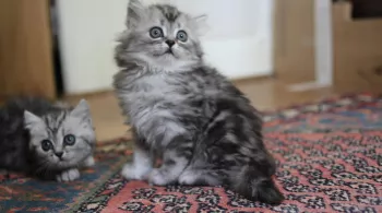 UNE VIE DE CHATON