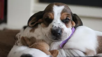 UNE VIE DE CHIOT