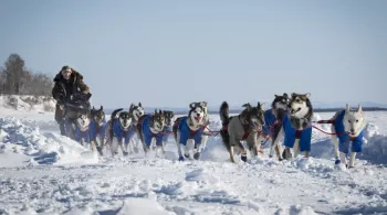iditarod