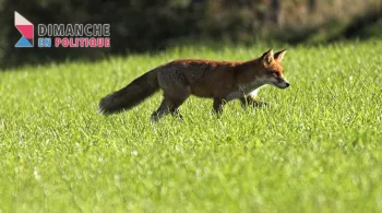 Renard © MaxPPP Simon Luc