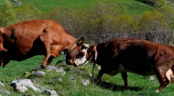 Deux vaches bataillant