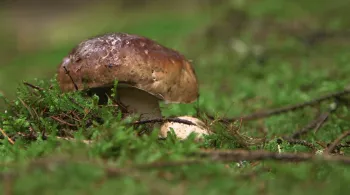 Le cèpe